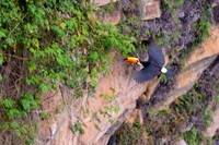 Toco Toucan