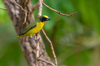 Thick-billed Euphonia
