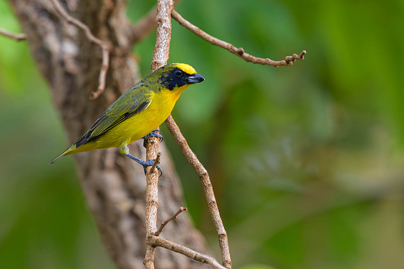 Thick-billed Euphonia
