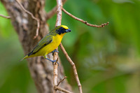 Thick-billed Euphonia