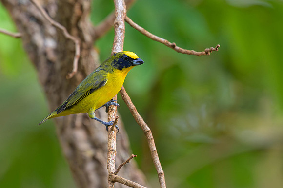 Thick-billed Euphonia