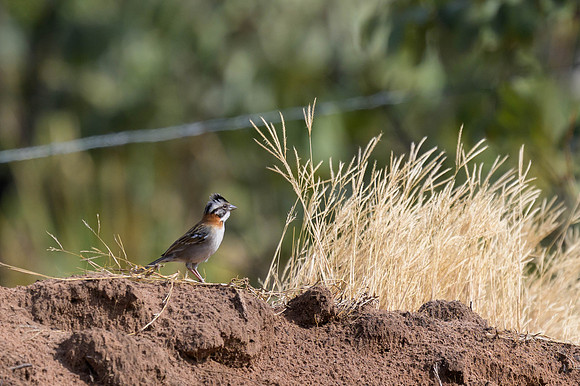 Rufous-collared Sparrow