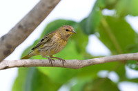 Saffron FInch