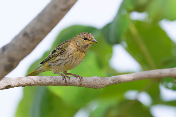 Saffron FInch