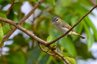 Red-eyed Vireo