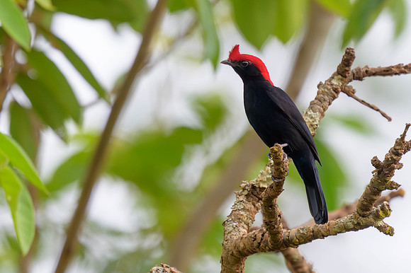 Helmeted Manakin