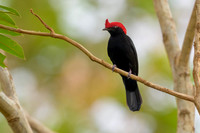 Helmeted Manakin