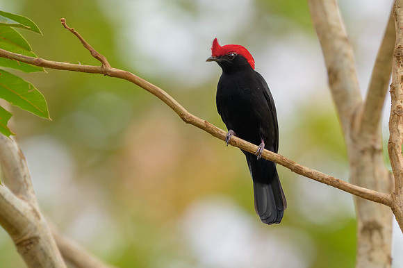 Helmeted Manakin