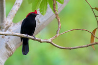 Helmeted Manakin