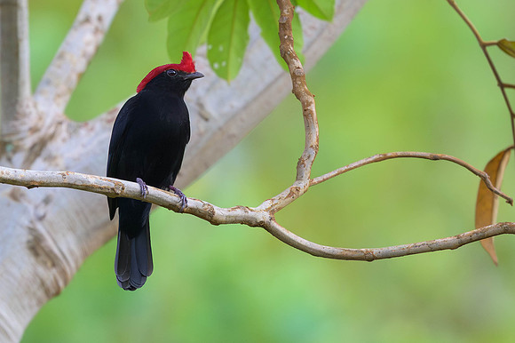 Helmeted Manakin