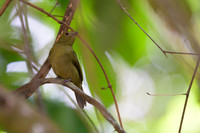 Helmeted Manakin