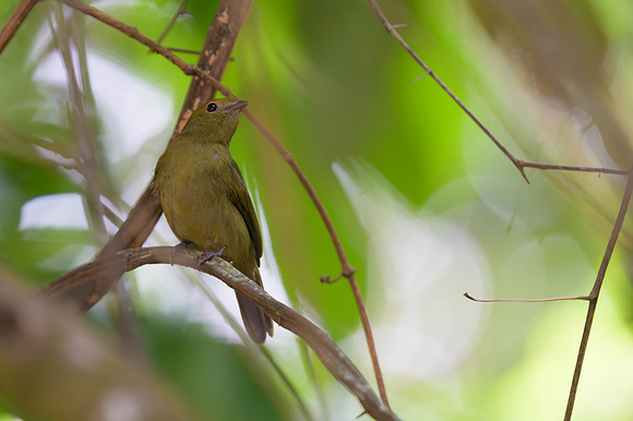 Helmeted Manakin