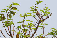 Pale-breasted Spinetail