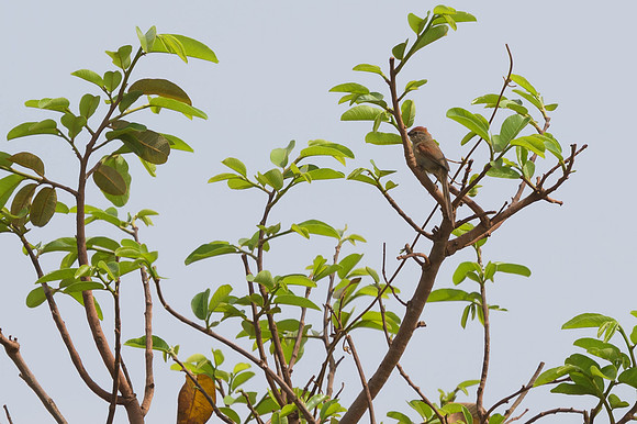 Pale-breasted Spinetail