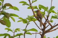 Pale-breasted Spinetail