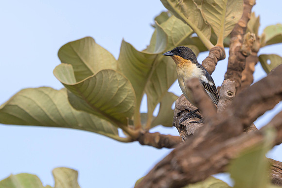 White-rumped Tanager