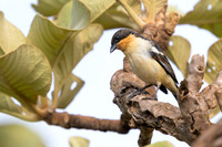 White-rumped Tanager