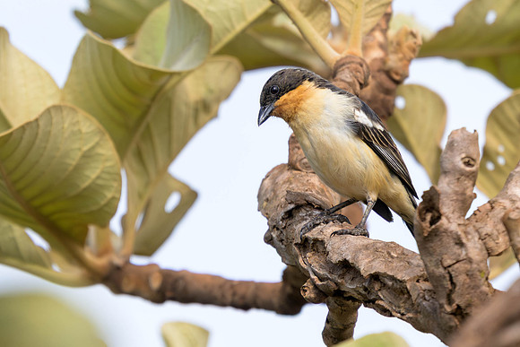 White-rumped Tanager