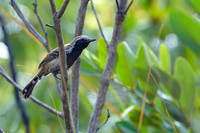 Rusty-backed Antwren