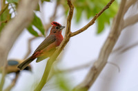 Red-crested Finch