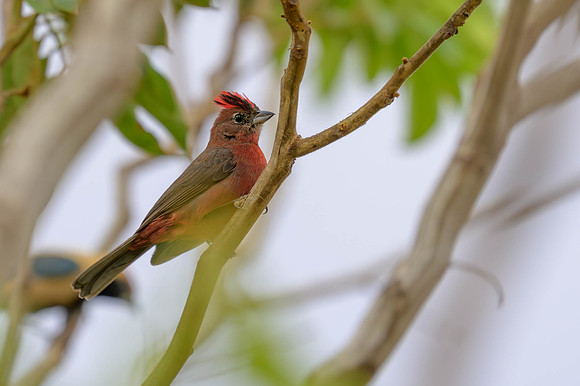 Red-crested Finch
