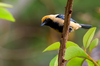 Burnished-buff Tanager