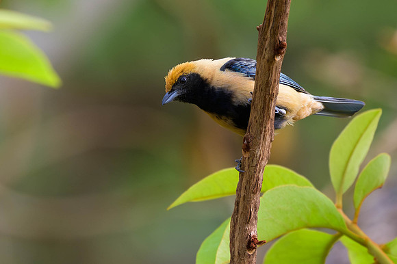 Burnished-buff Tanager