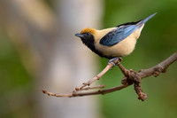Burnished-buff Tanager
