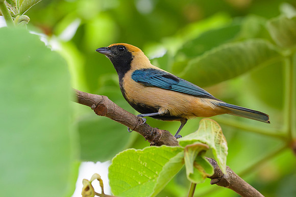 Burnished-buff Tanager
