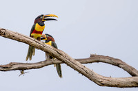Chestnut-eared Aracari