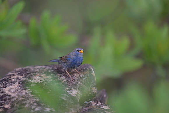 Blue Finch