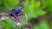 Blue Finch