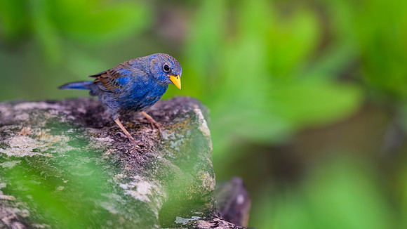 Blue Finch