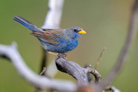 Blue Finch
