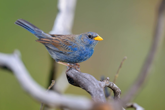 Blue Finch