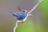 Blue Finch