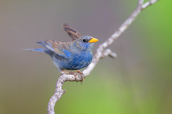 Blue Finch