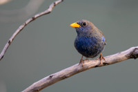 Blue Finch
