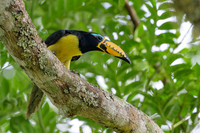 Lettered Aracari