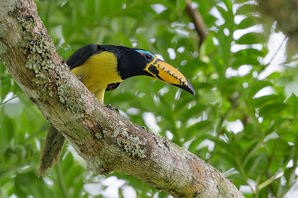 Lettered Aracari