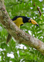 Lettered Aracari