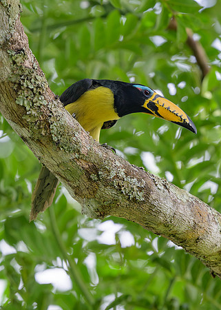 Lettered Aracari