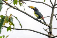 Lettered Aracari