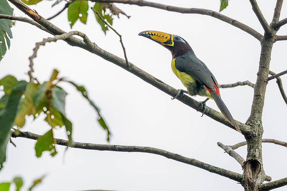 Lettered Aracari