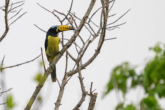Lettered Aracari