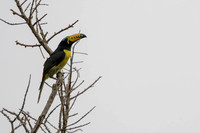 Lettered Aracari