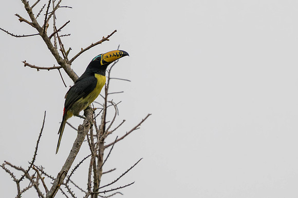 Lettered Aracari
