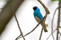Swallow Tanager