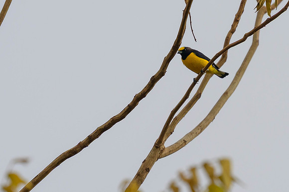 Purple-throated Euphonia