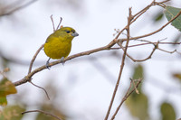 Purple-throated Euphonia